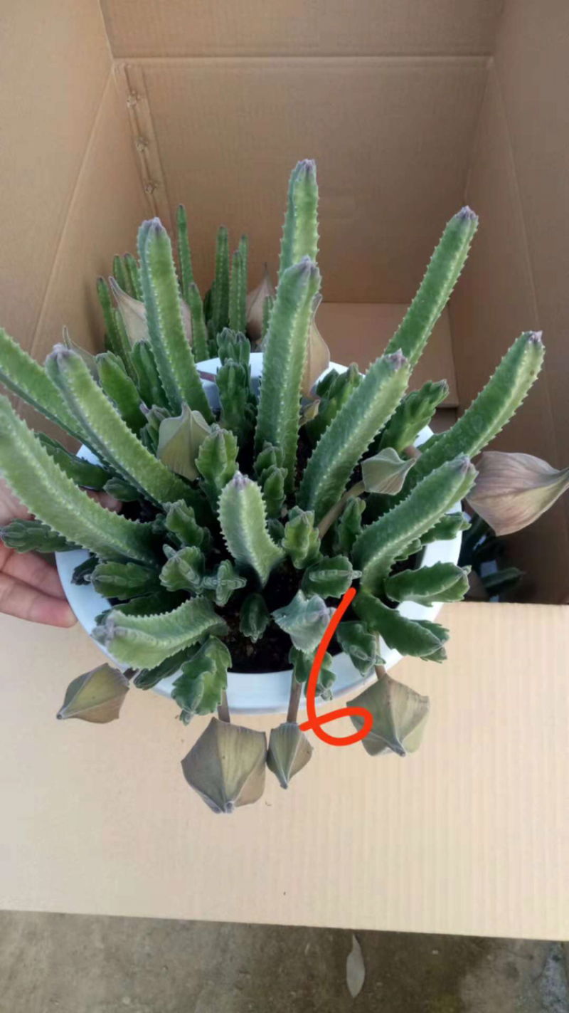 红毛掌和黄毛掌