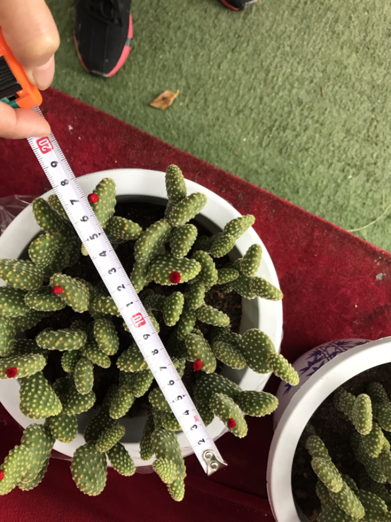 红毛掌和黄毛掌