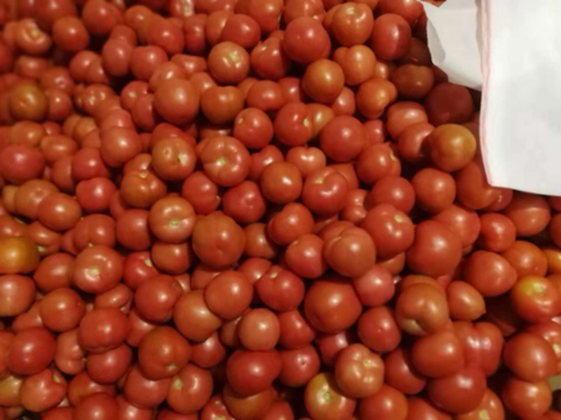 硬粉西红柿，有亮度，个头均匀，质量非常好