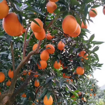秭归脐橙品种多，伦晚果园看货诚信经营，果园看货