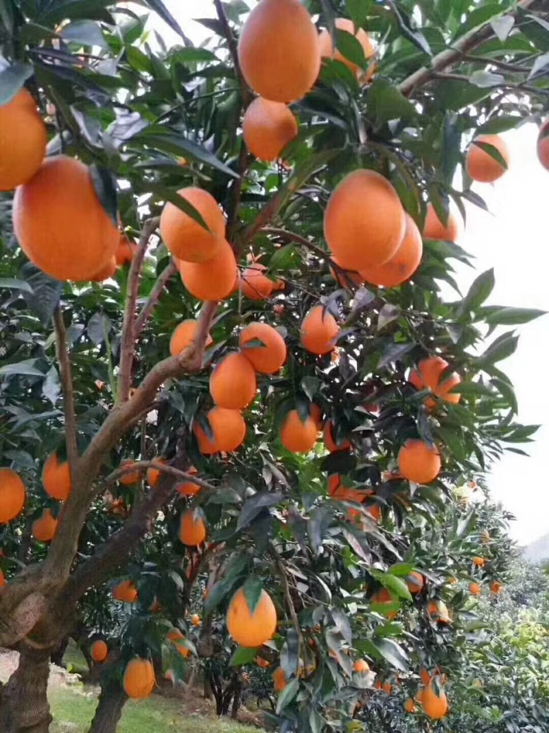 秭归脐橙品种多，伦晚果园看货诚信经营，果园看货