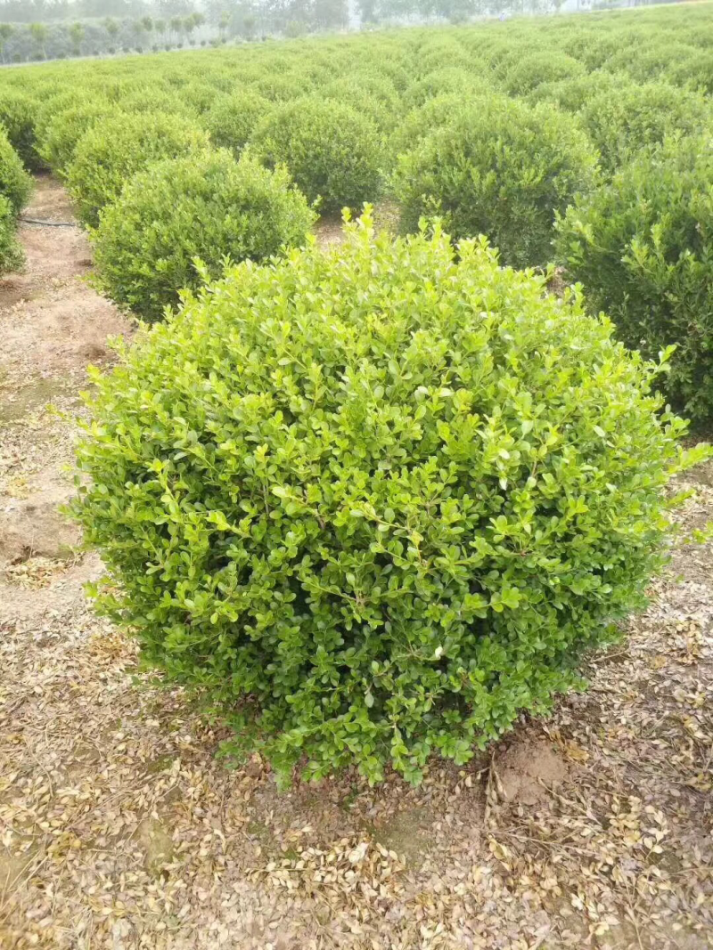 瓜子黄杨球