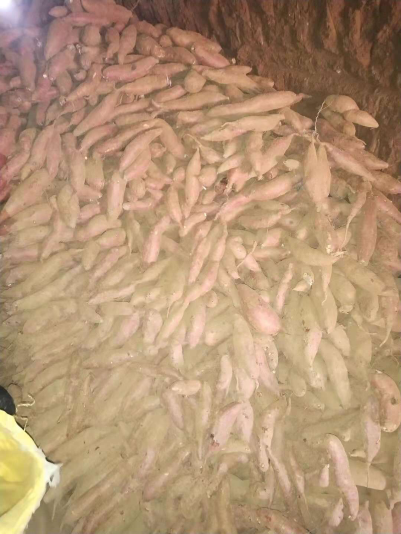 济薯26山地瓜，泉水种植颜色鲜艳，瓜形好，量大，各种