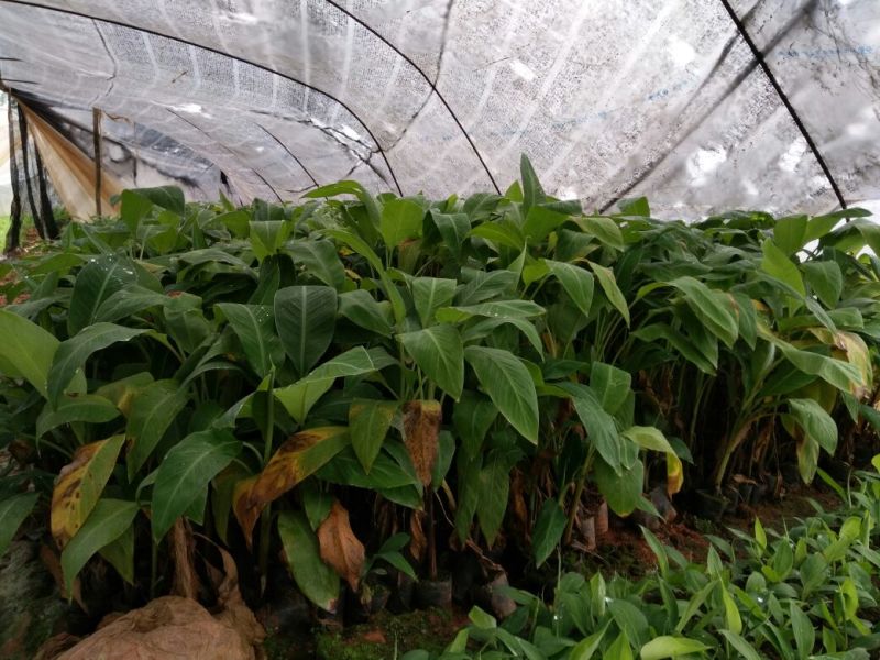 香蕉苗一级良种1~2年