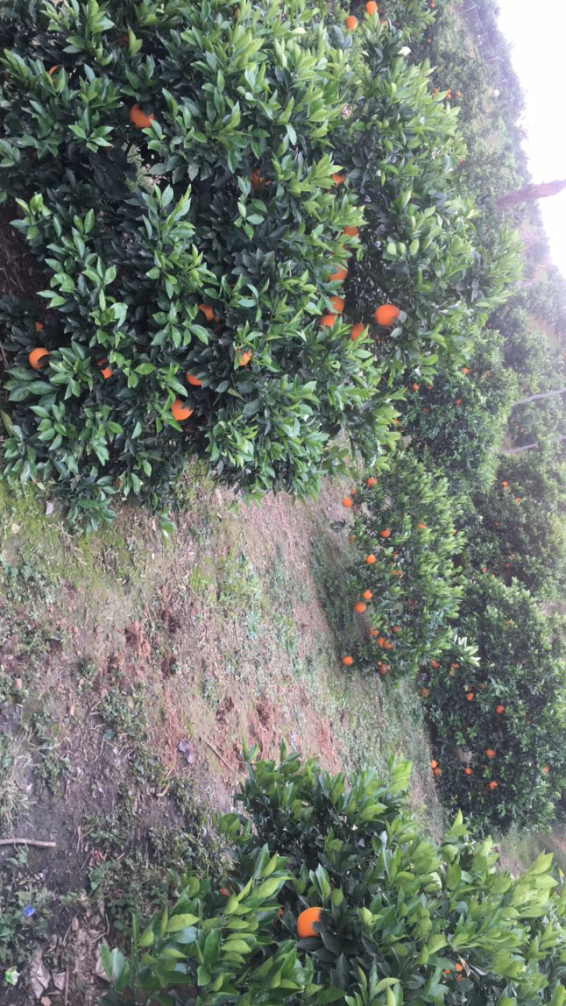 纽荷尔脐橙