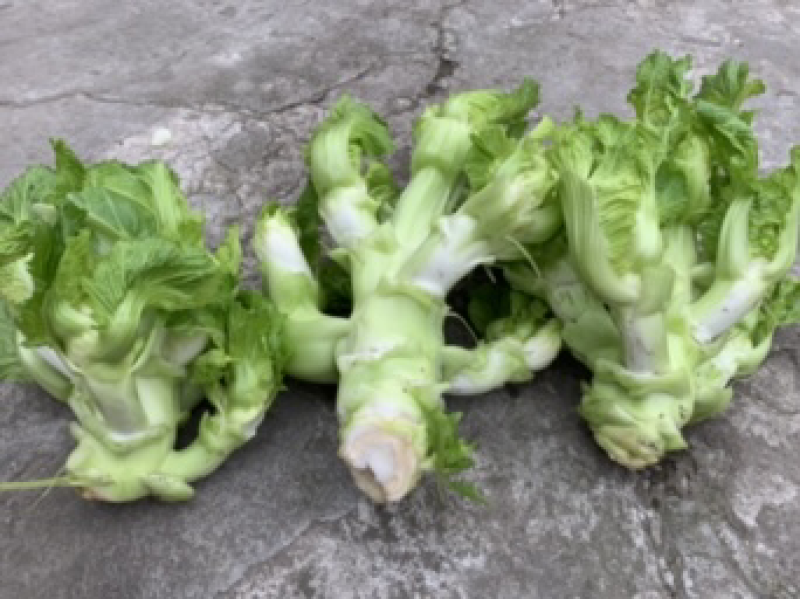 儿菜