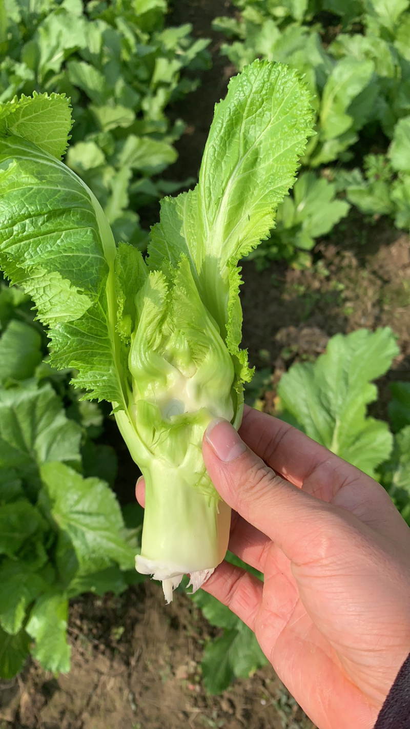 儿菜