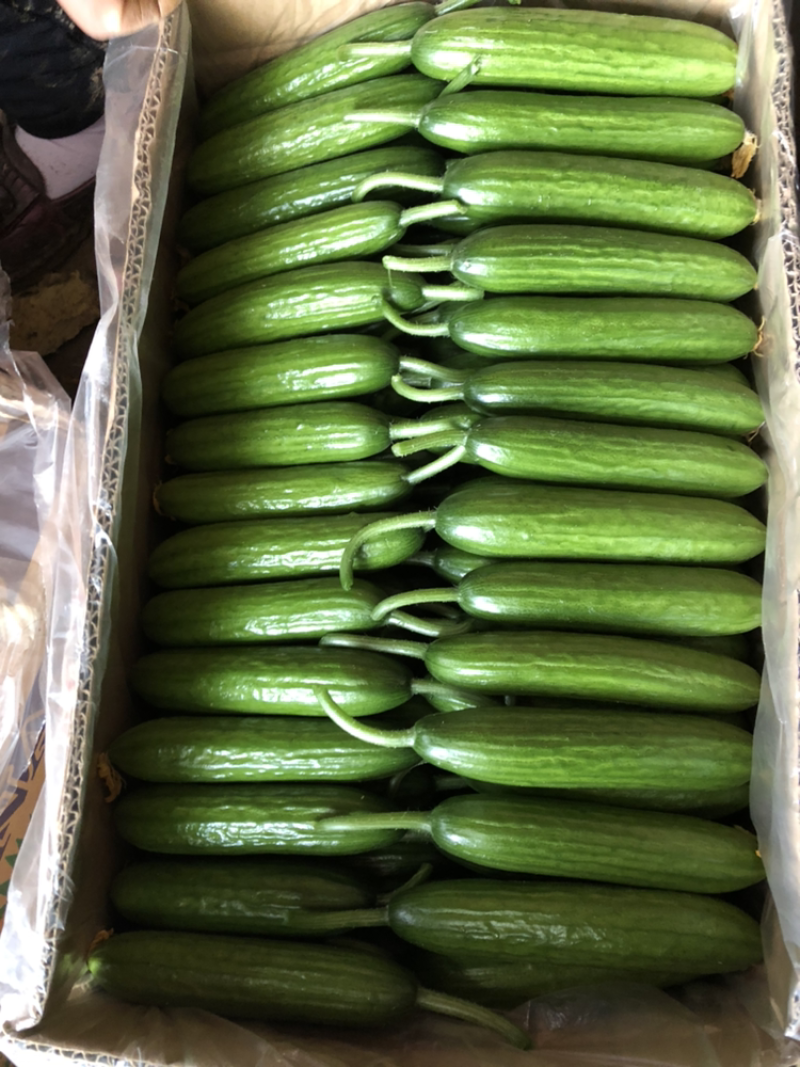 小黄瓜