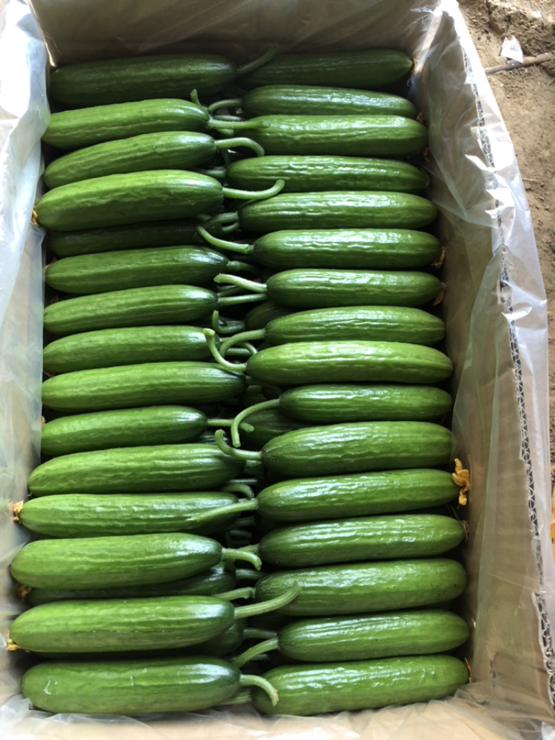 小黄瓜