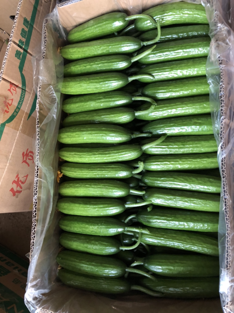 小黄瓜