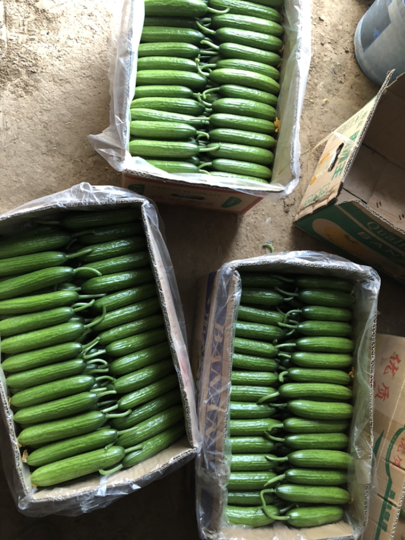 小黄瓜