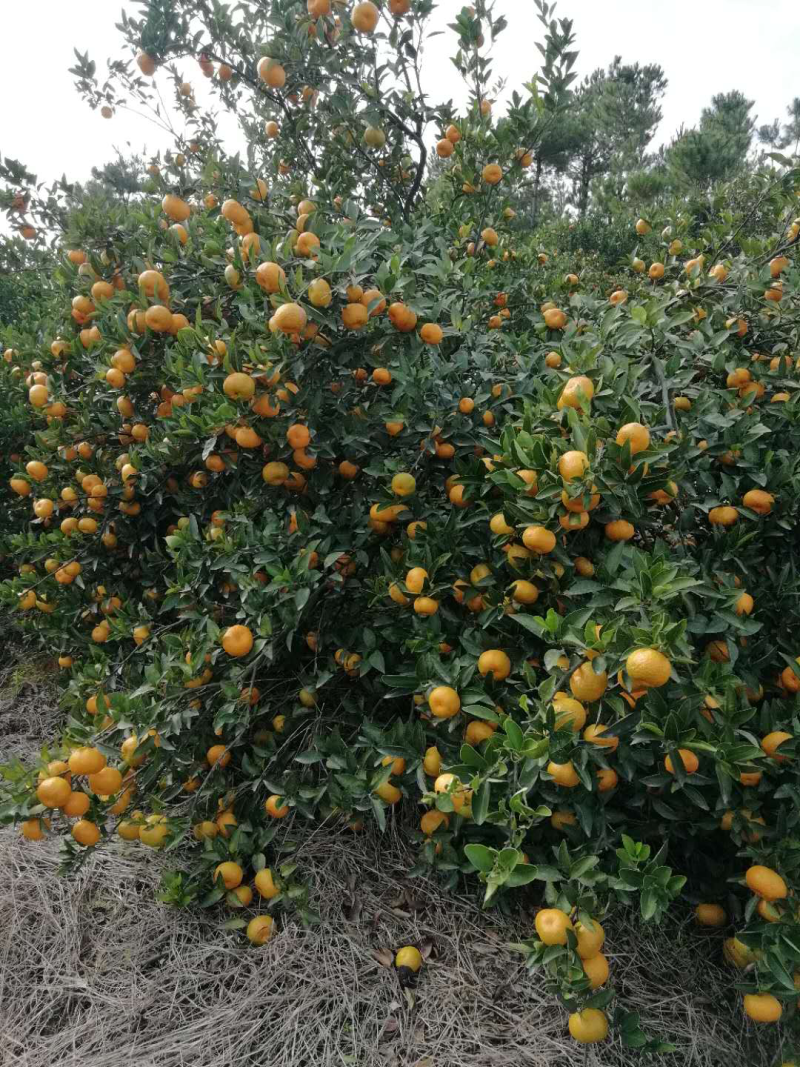 南丰蜜橘