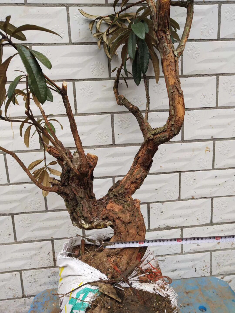 杜鹃花，杜鹃花老桩，杜鹃花盆景，杜鹃花树桩，杜鹃花熟桩，