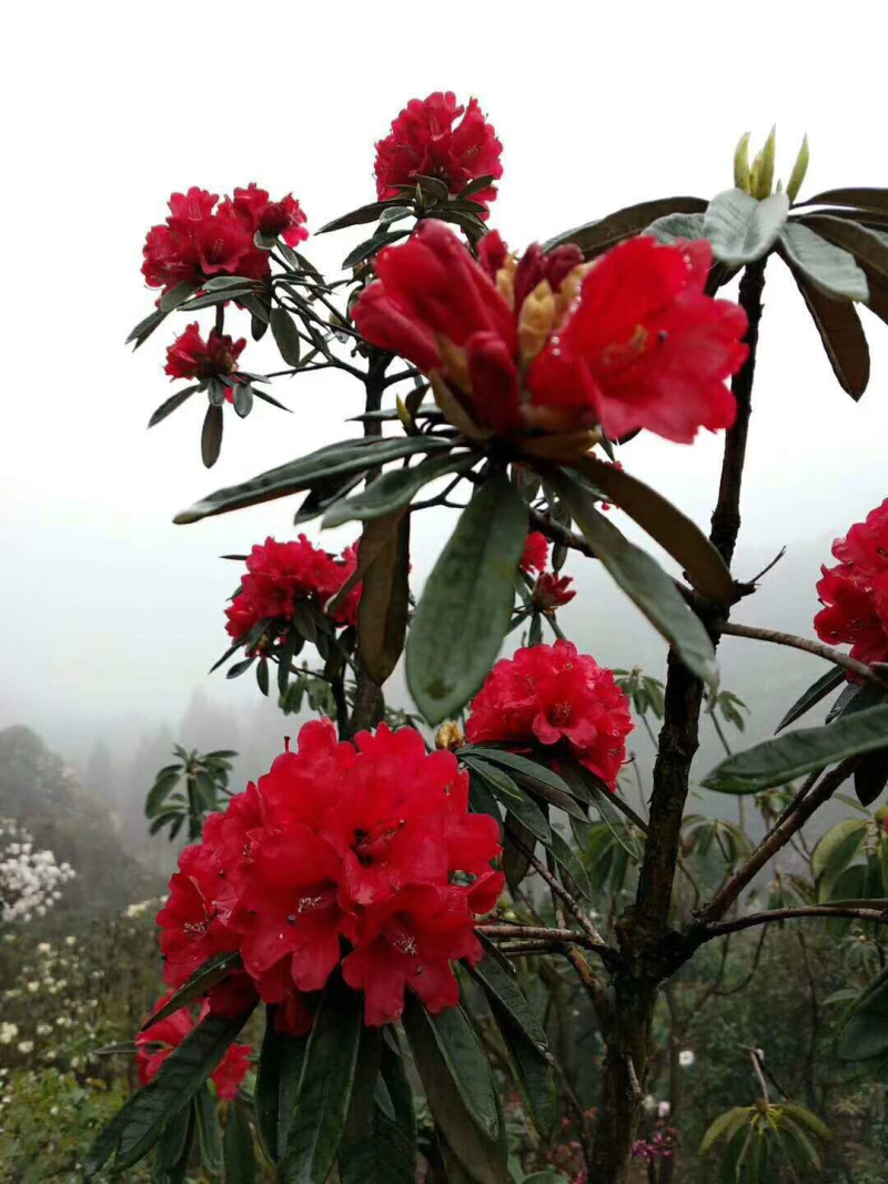 杜鹃花，杜鹃花老桩，杜鹃花盆景，杜鹃花树桩，杜鹃花熟桩，