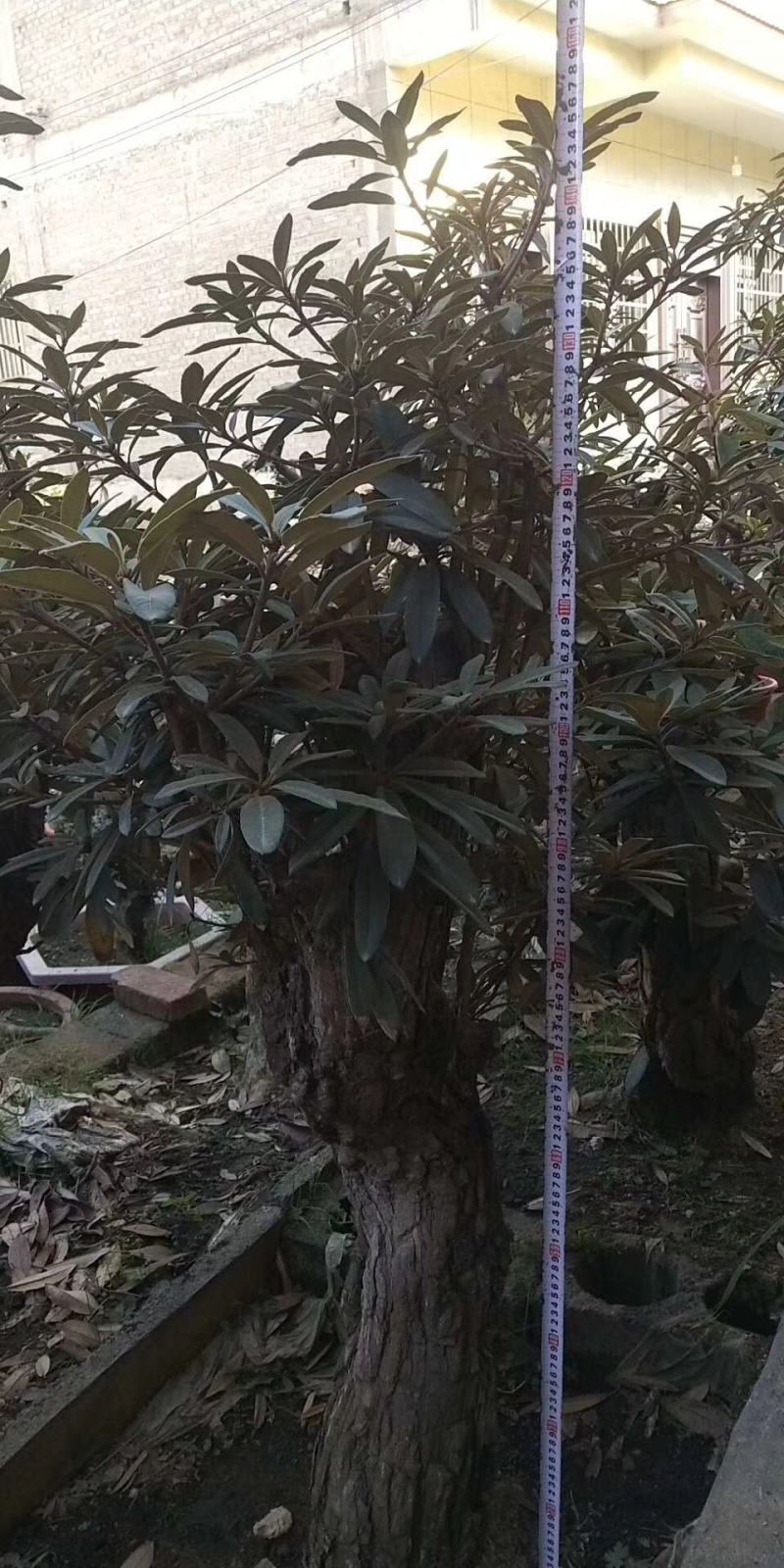 杜鹃花，杜鹃花老桩，杜鹃花盆景，杜鹃花树桩，杜鹃花熟桩，