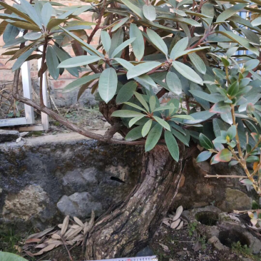 杜鹃花，杜鹃花老桩，杜鹃花盆景，杜鹃花树桩，杜鹃花熟桩，