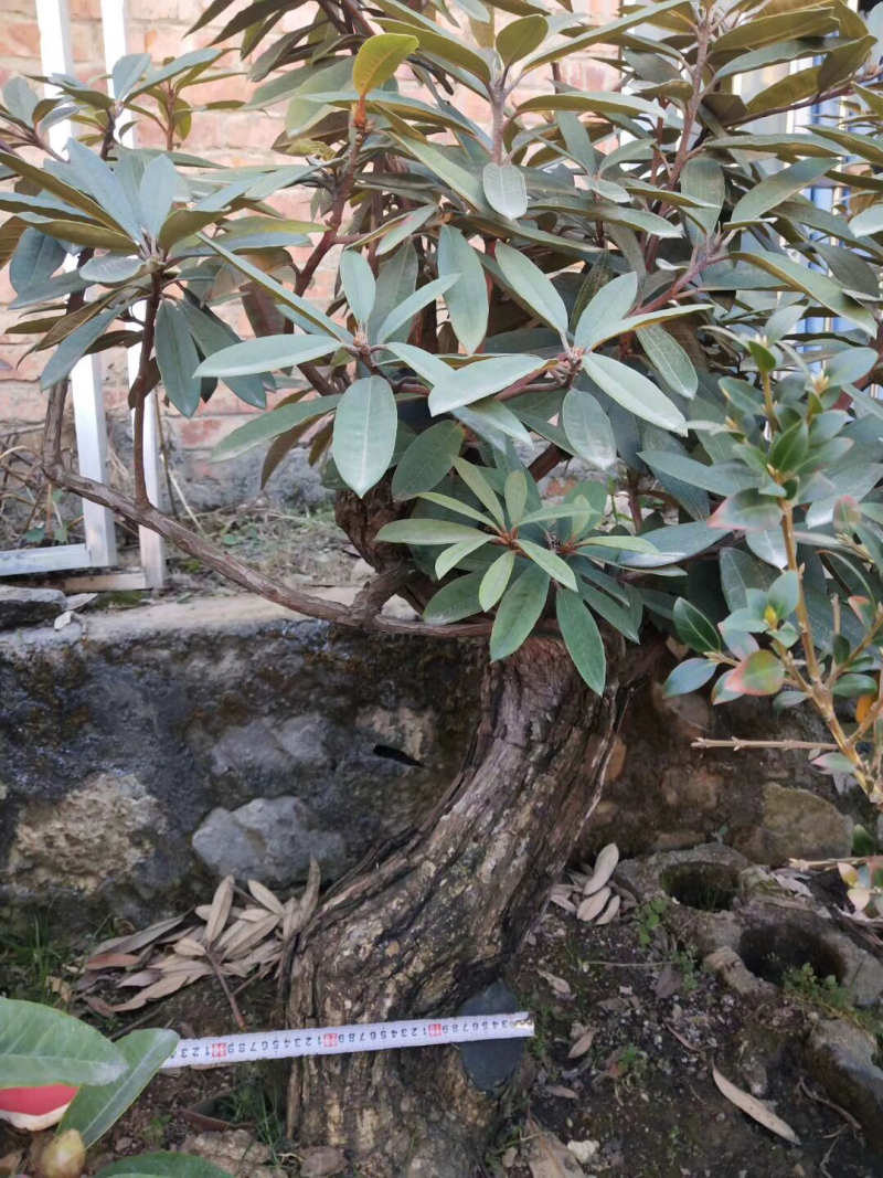 杜鹃花，杜鹃花老桩，杜鹃花盆景，杜鹃花树桩，杜鹃花熟桩，