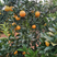 广西红江橙果，白橙果，11月份大量上市，甜度好，