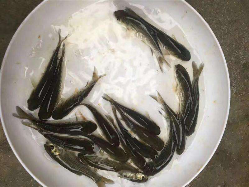 出售草鱼苗，各种淡水养殖鱼苗，放生鱼苗