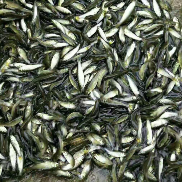 出售草鱼苗，各种淡水养殖鱼苗，放生鱼苗