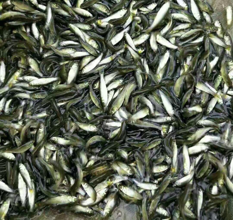 出售草鱼苗，各种淡水养殖鱼苗，放生鱼苗