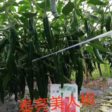 美人椒