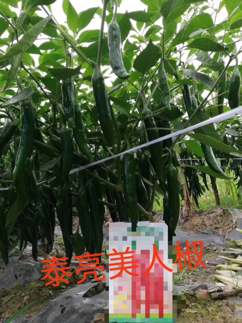 美人椒