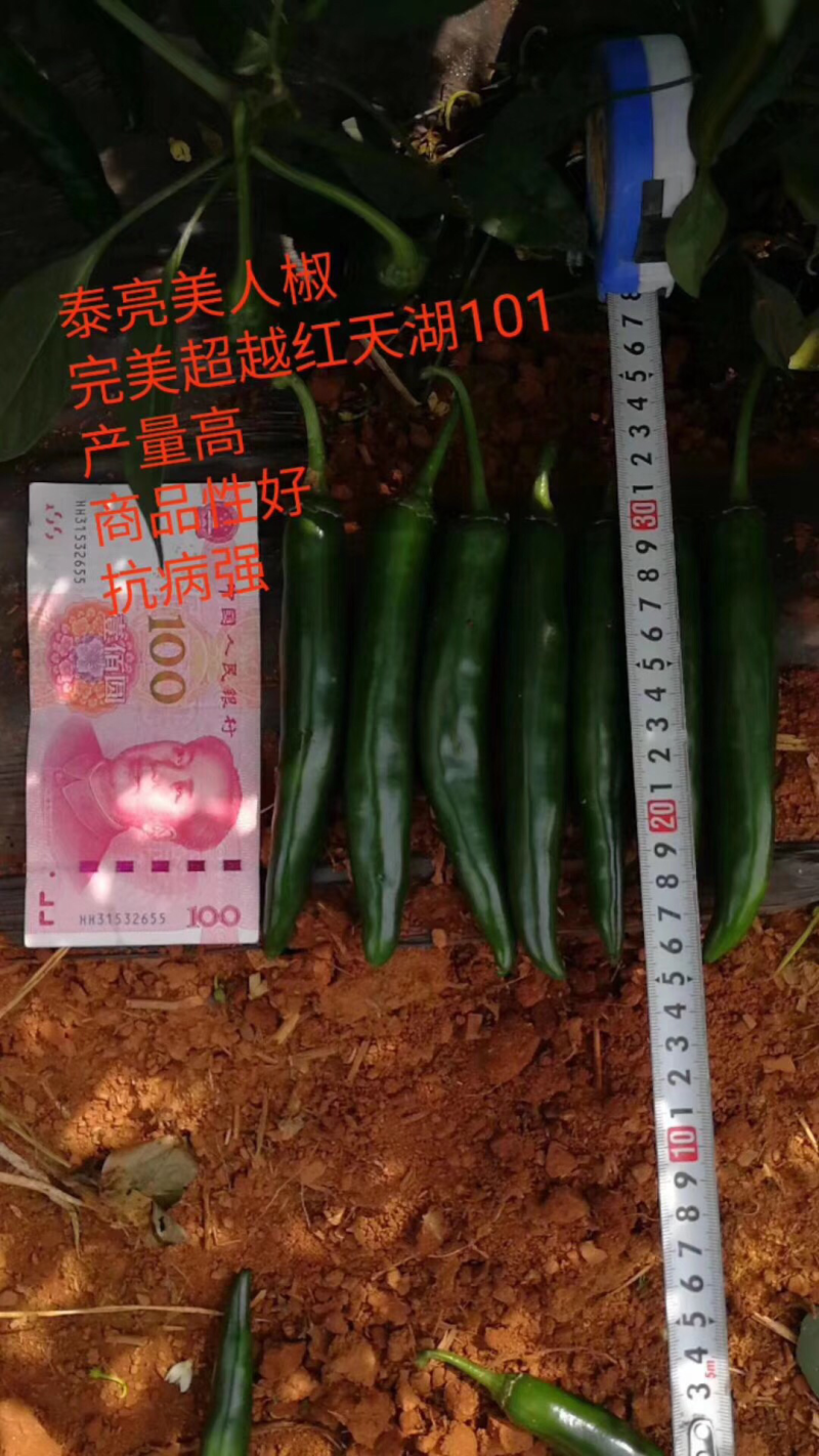 美人椒