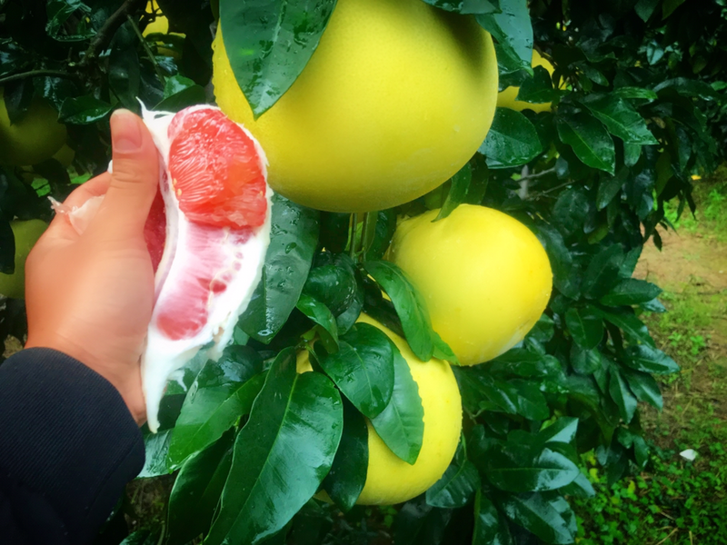 精品红柚1.5斤以上每一粒都是精心挑选、个头均匀