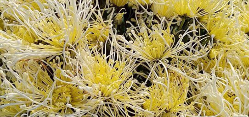 皇菊，金丝皇菊