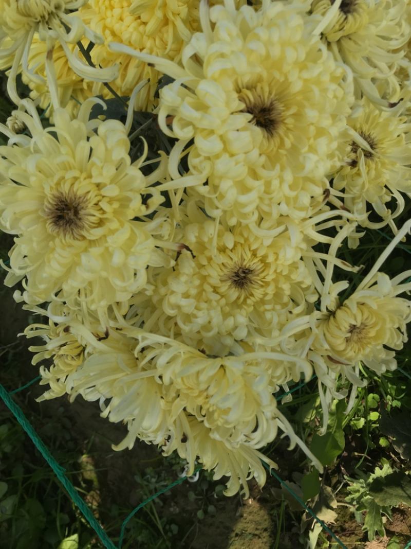 皇菊，金丝皇菊