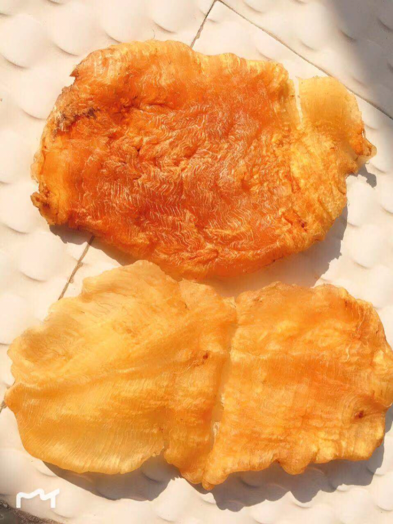 老安南鳘鱼胶