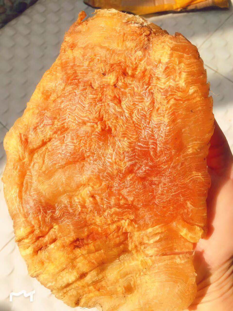 老安南鳘鱼胶