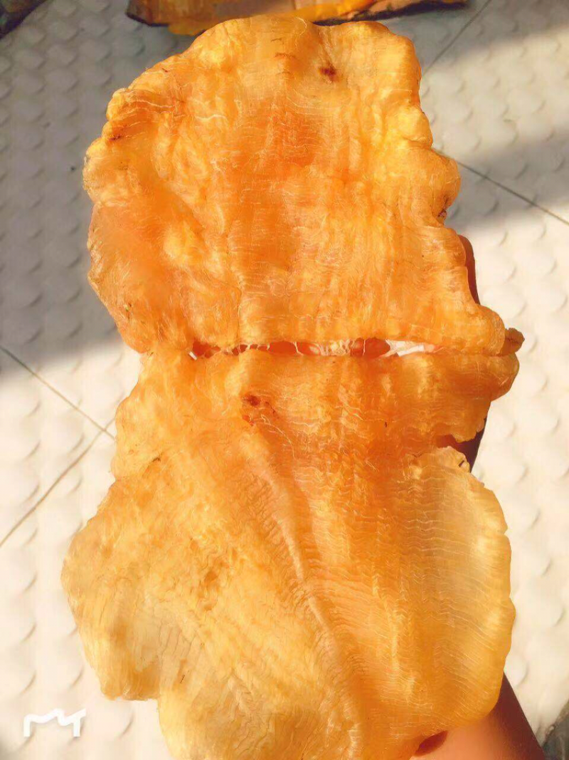 老安南鳘鱼胶