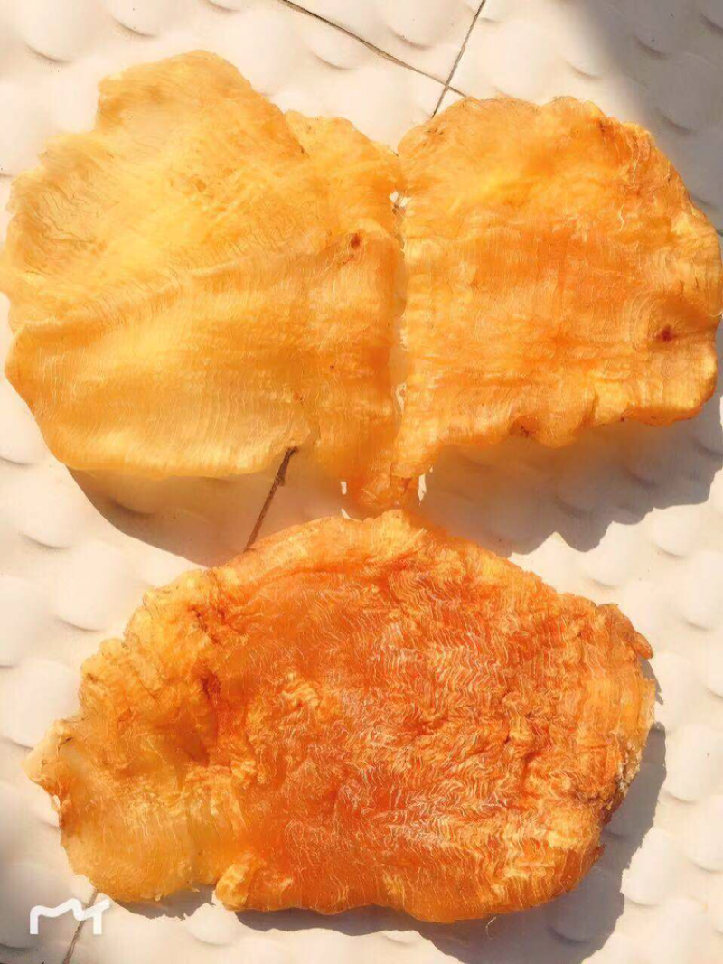 老安南鳘鱼胶