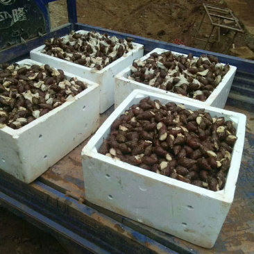 大量供应养殖用怀卵种牛幼牛蜗牛蛋