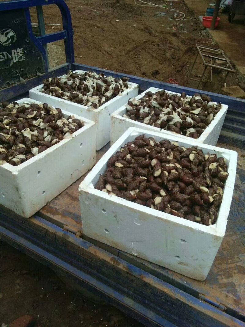 大量供应养殖用怀卵种牛幼牛蜗牛蛋
