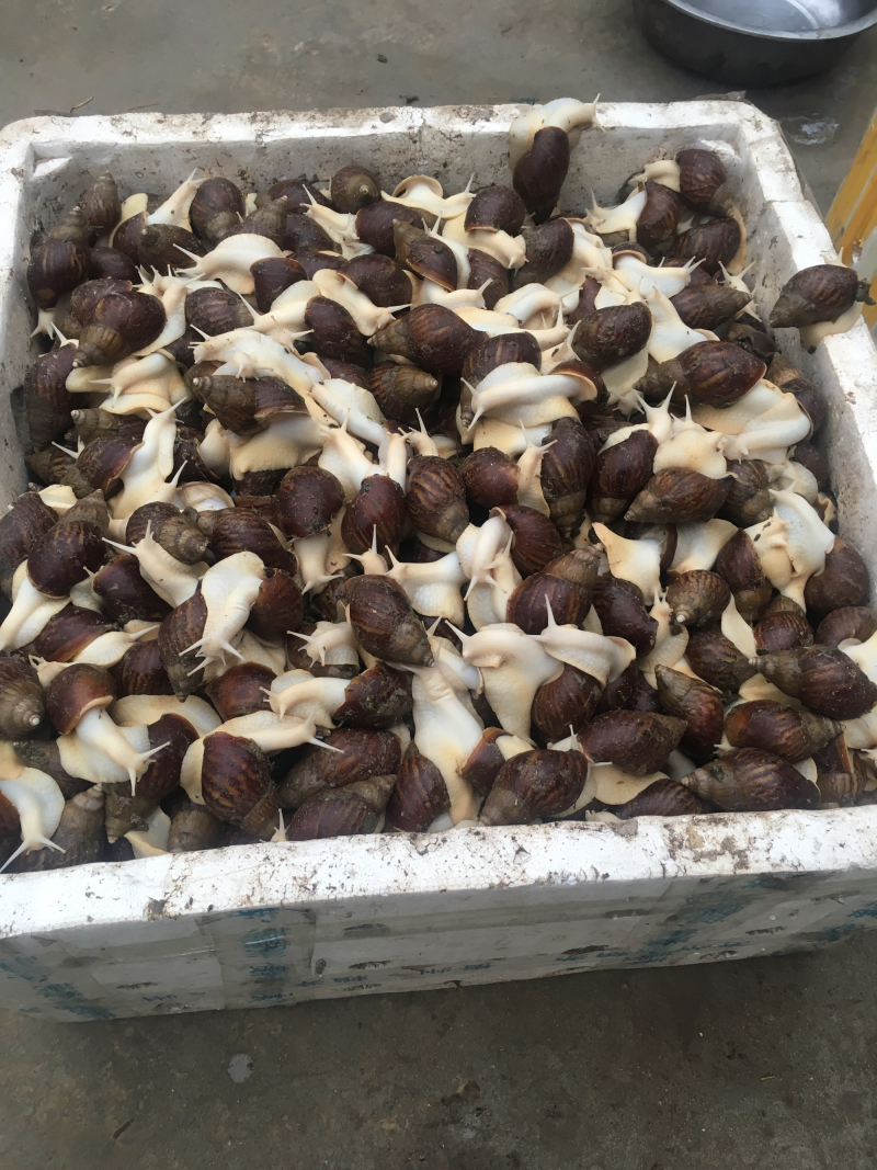 大量供应养殖用怀卵种牛幼牛蜗牛蛋