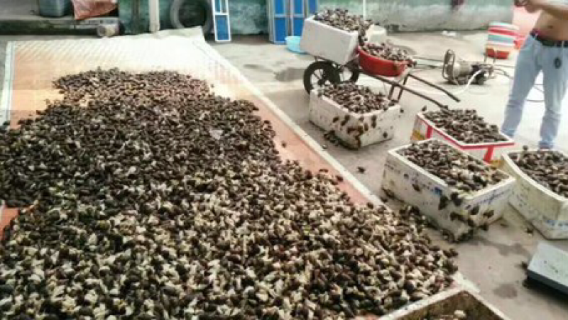 大量供应养殖用怀卵种牛幼牛蜗牛蛋