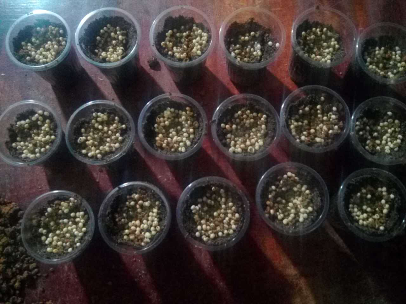 大量供应养殖用怀卵种牛幼牛蜗牛蛋