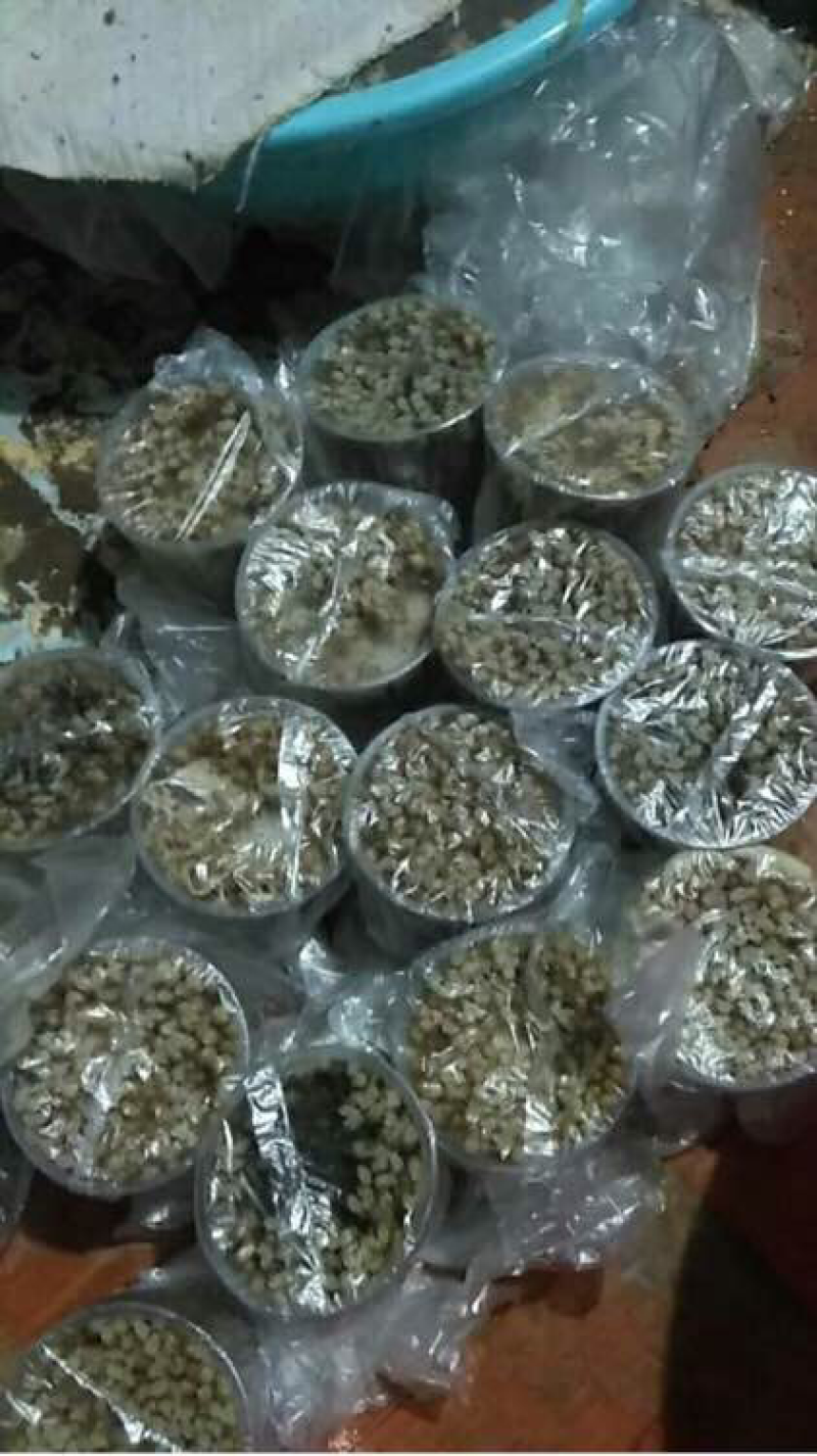 大量供应养殖用怀卵种牛幼牛蜗牛蛋