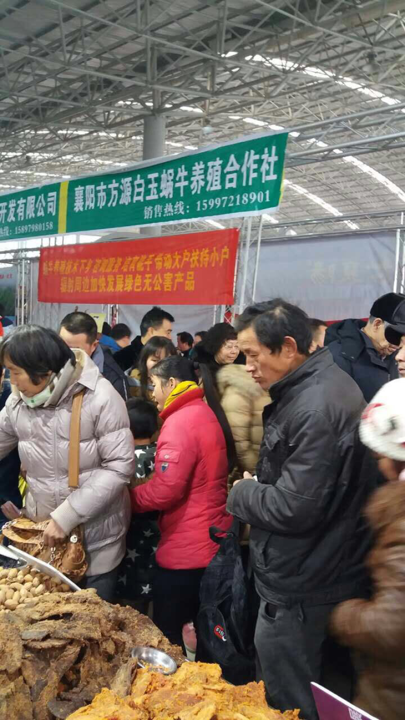 大量供应养殖用怀卵种牛幼牛蜗牛蛋