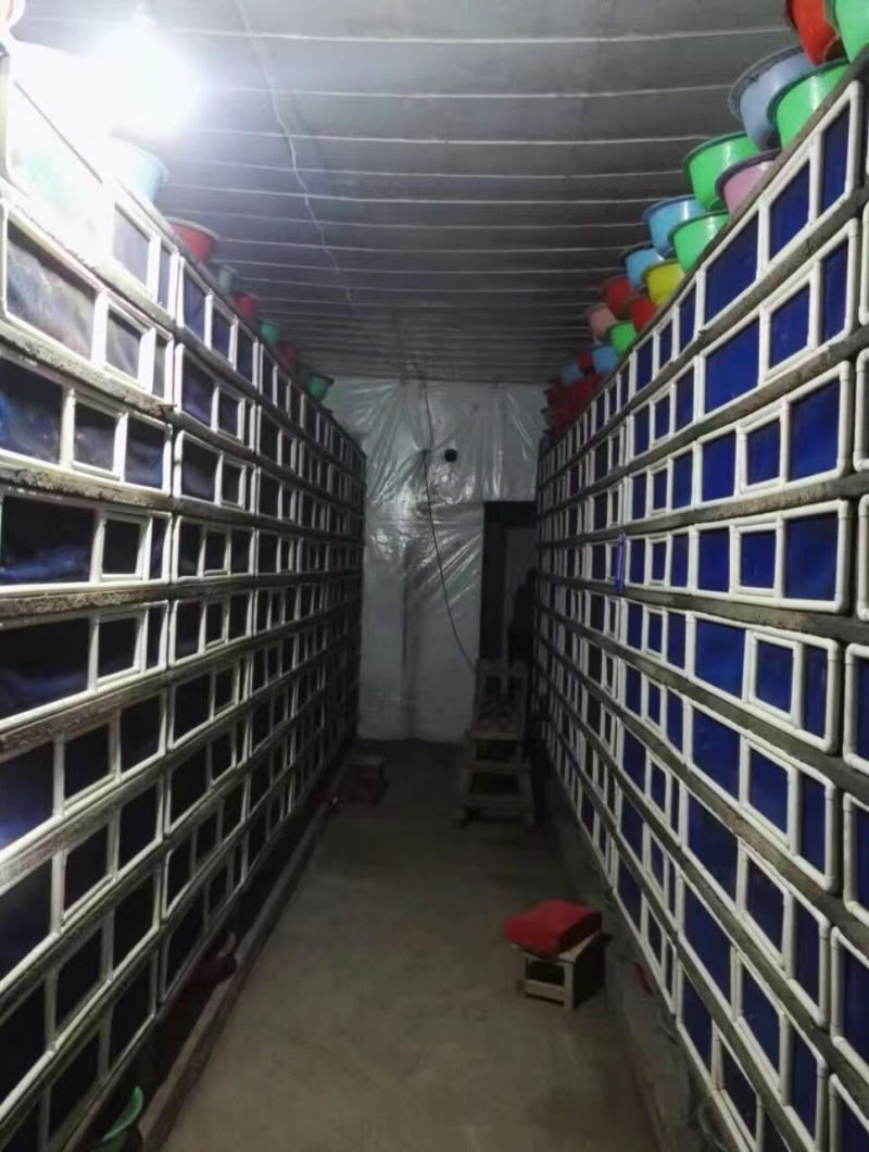 大量供应养殖用怀卵种牛幼牛蜗牛蛋