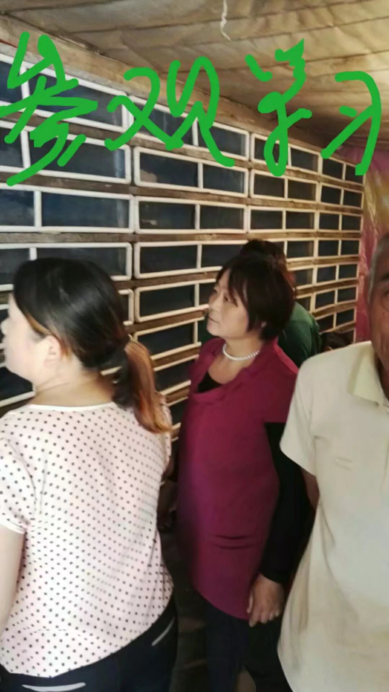 大量供应养殖用怀卵种牛幼牛蜗牛蛋
