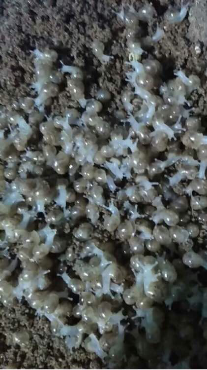大量供应养殖用怀卵种牛幼牛蜗牛蛋