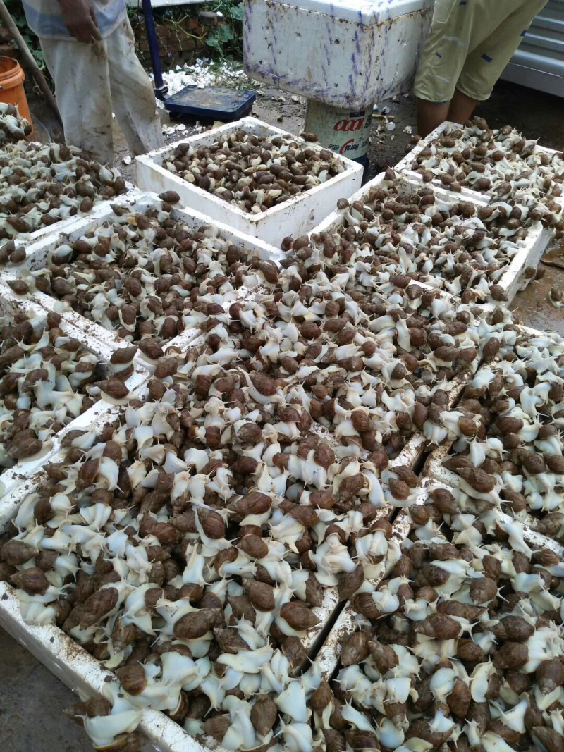 大量供应养殖用怀卵种牛幼牛蜗牛蛋