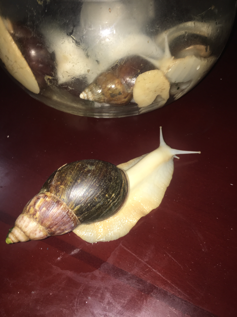 大量供应养殖用怀卵种牛幼牛蜗牛蛋