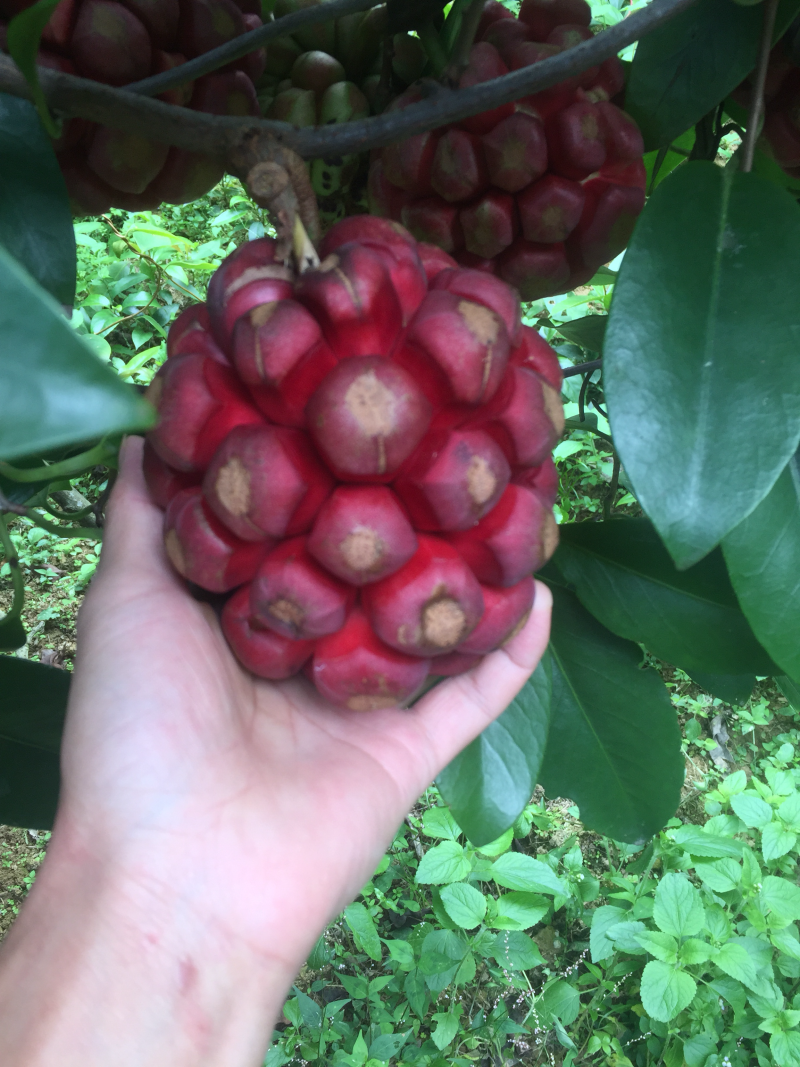 黑老虎