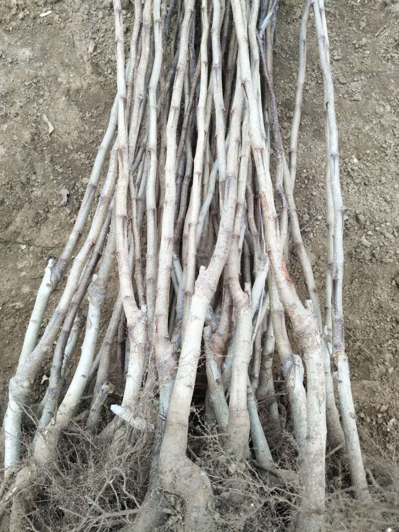 核桃苗