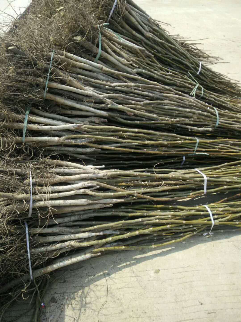 核桃苗